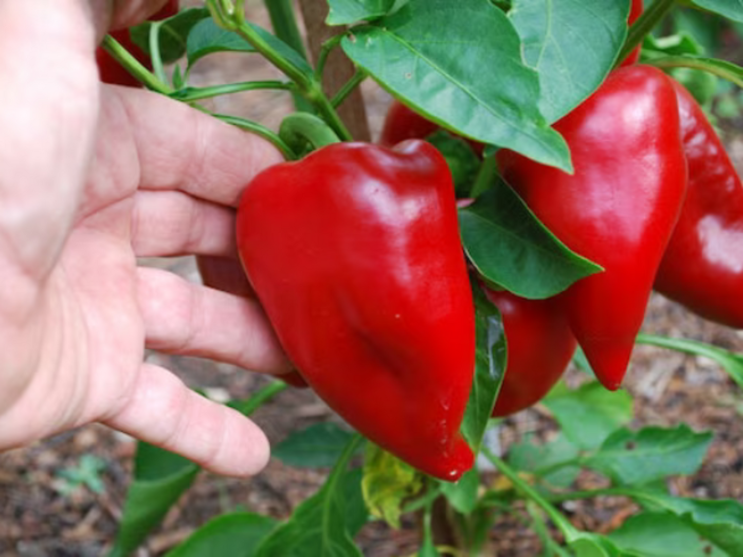 Pimento L peppers ready to harvest Pimento L poivrons prêts à la récolte