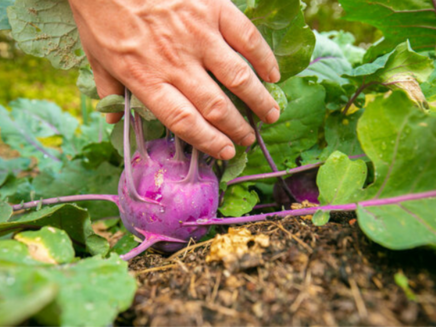 Young Purple Vienna Kohlrabi growing in nutrient-rich soil Jeune chou-rave violet de Vienne poussant dans un sol riche en nutriments