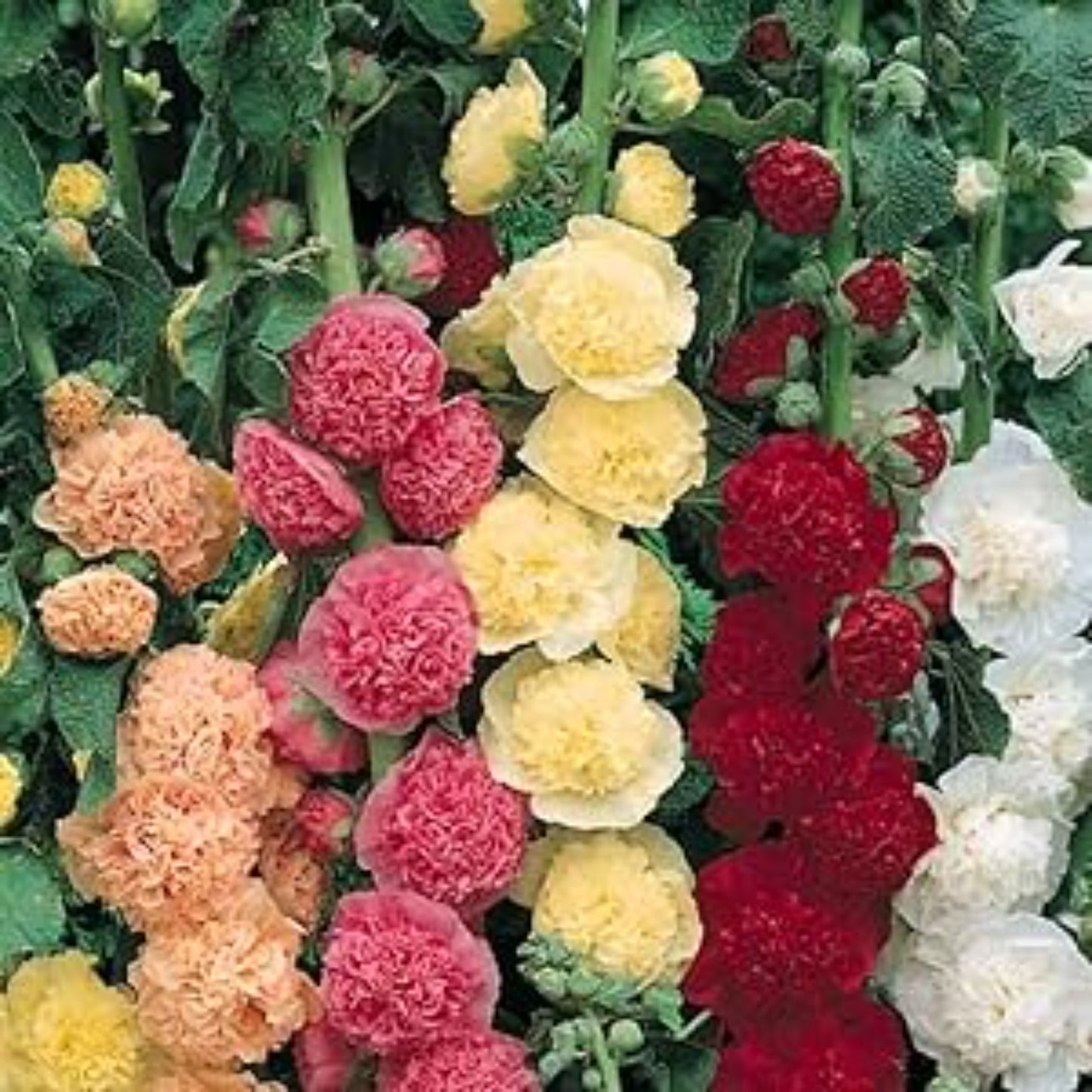 Assorted Indian Spring Hollyhock Seeds Assortiment de graines de rose trémière de printemps indien