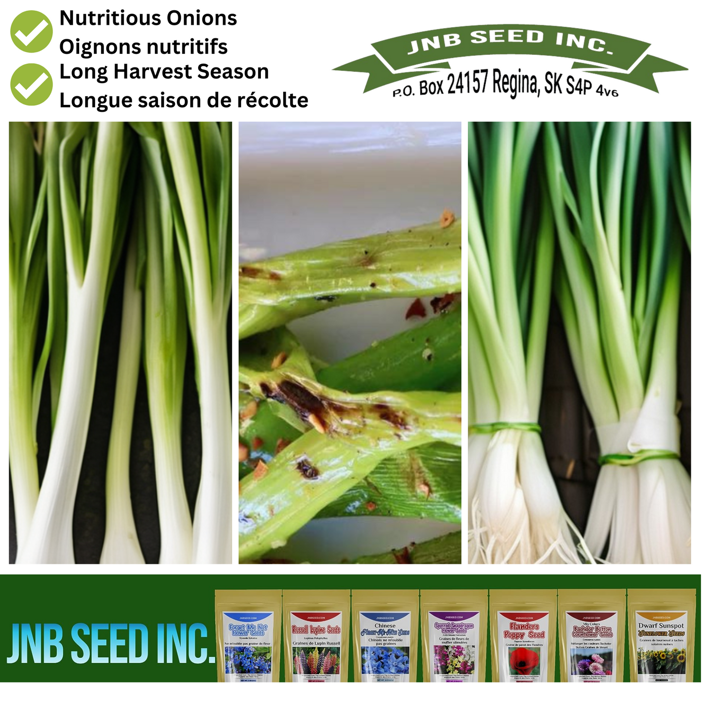 Long White Bunching Onion Seeds - Fruitful Harvest Graines d'oignon longues en bottes blanches - Récolte fructueuse