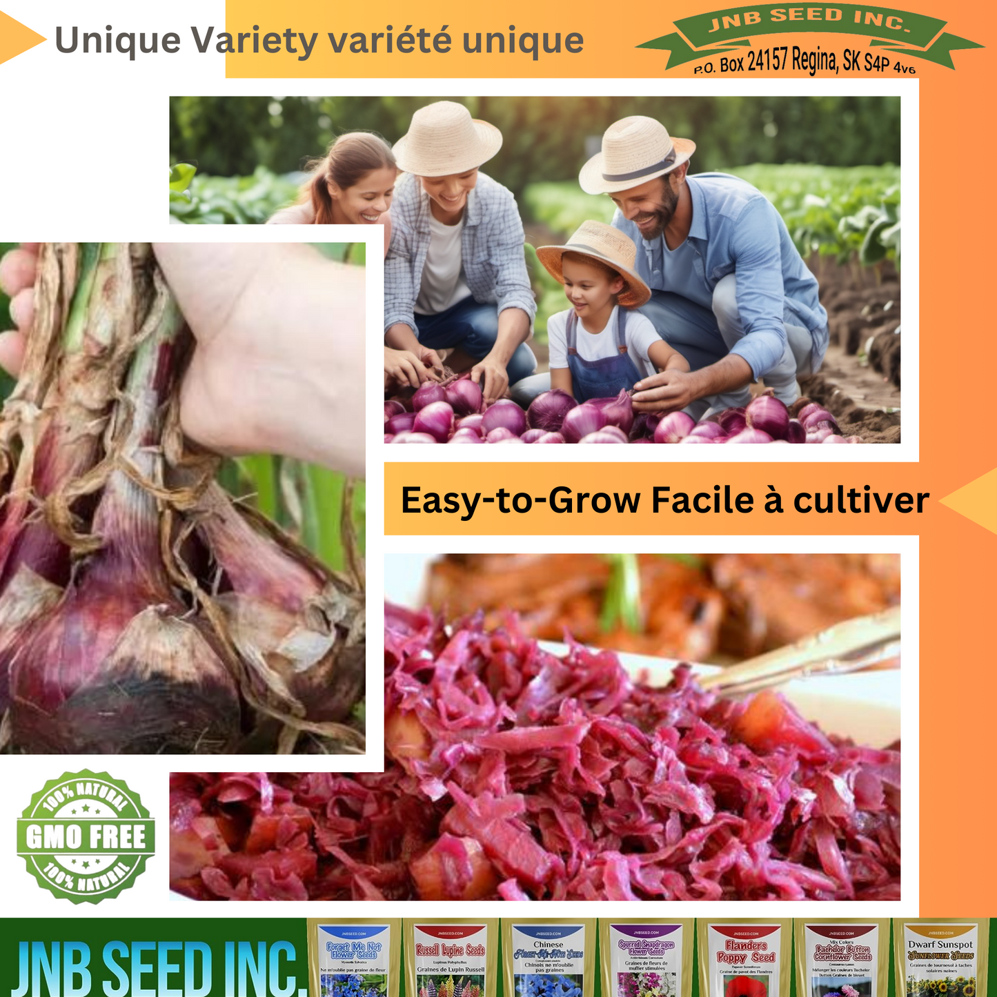 Red Burgundy Onion Seeds - Ideal for Home Garden Graines d'oignon rouge de Bourgogne - Idéales pour le jardin domestique