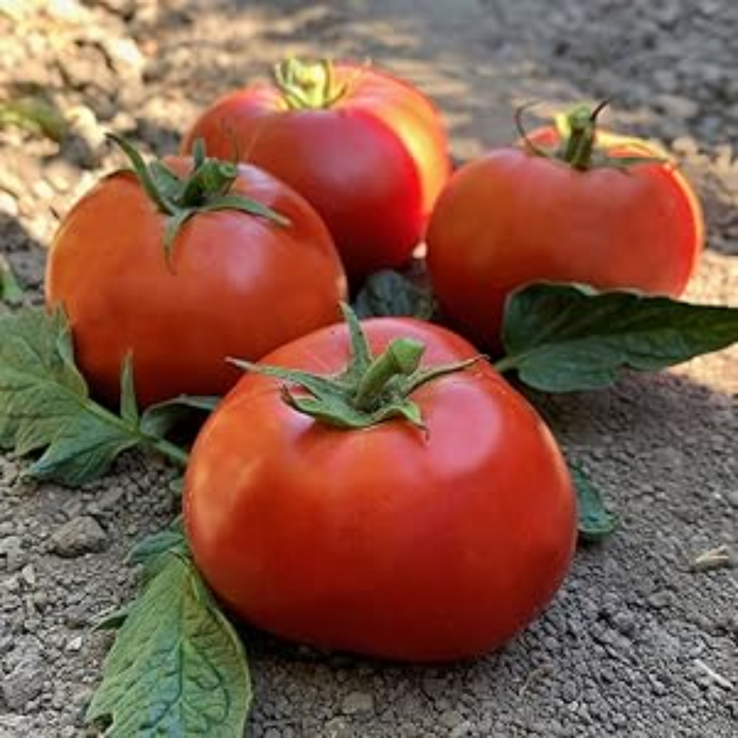 tomato for successful planting in Canada hydroponics tomate pour une plantation réussie en culture hydroponique au Canada