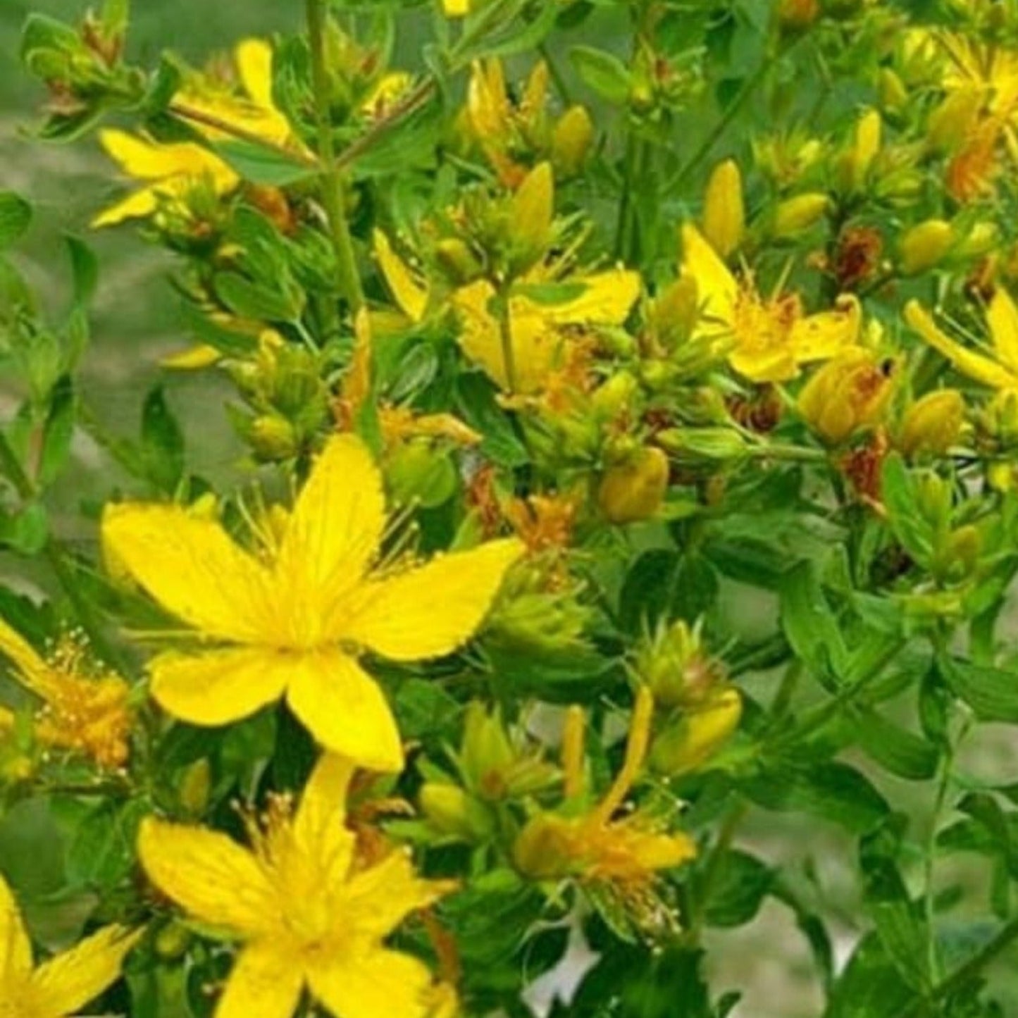 Grow Your Own Great St. John's Wort from Seed Cultivez votre propre millepertuis à partir de graines