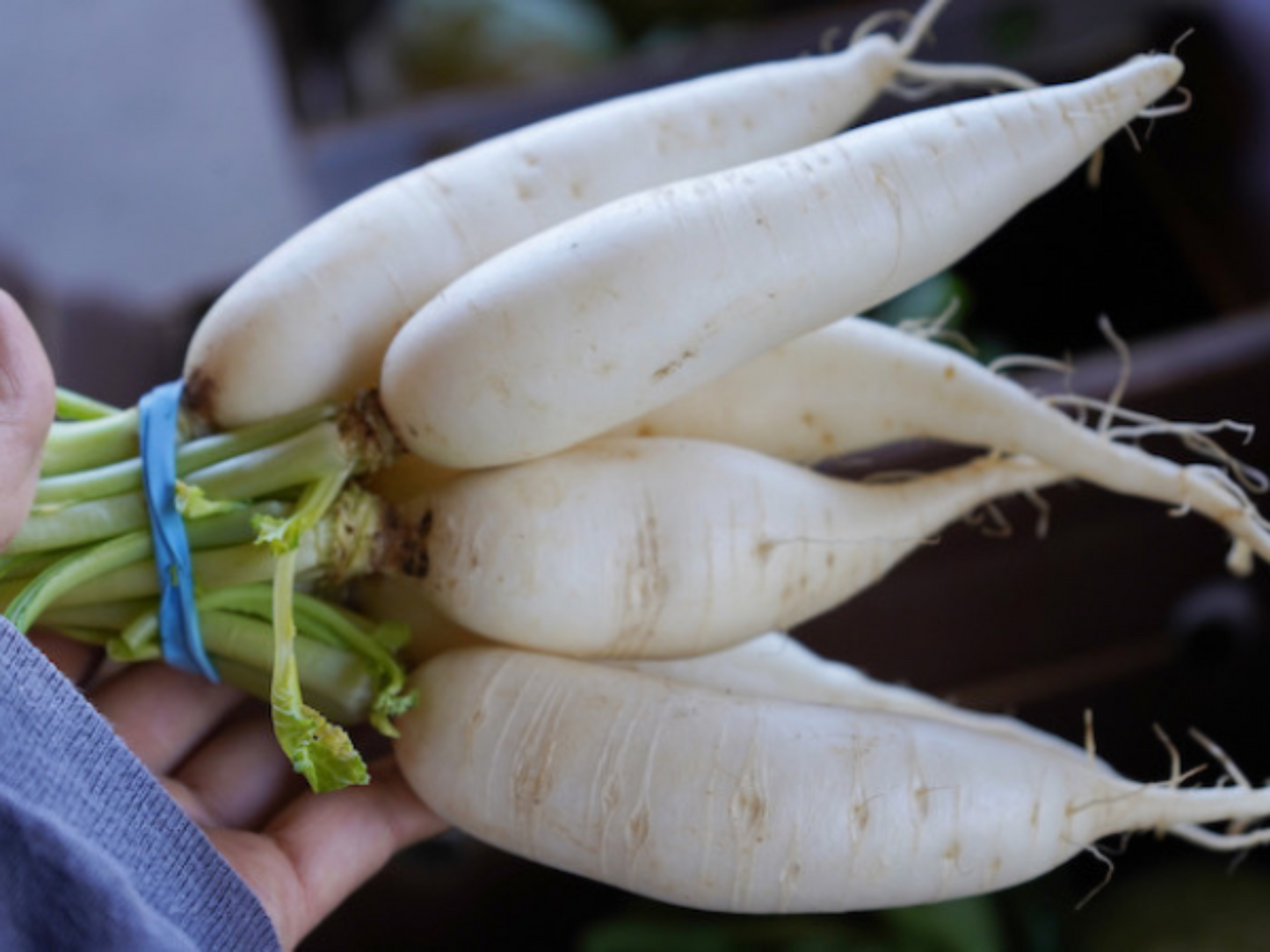 Healthy and flavorful Minowase Daikon Radish Radis Minowase Daikon sain et savoureux