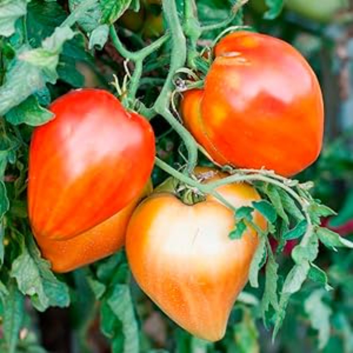Garden-grown Oxheart tomato plant Plante de tomate Oxheart cultivée au jardin