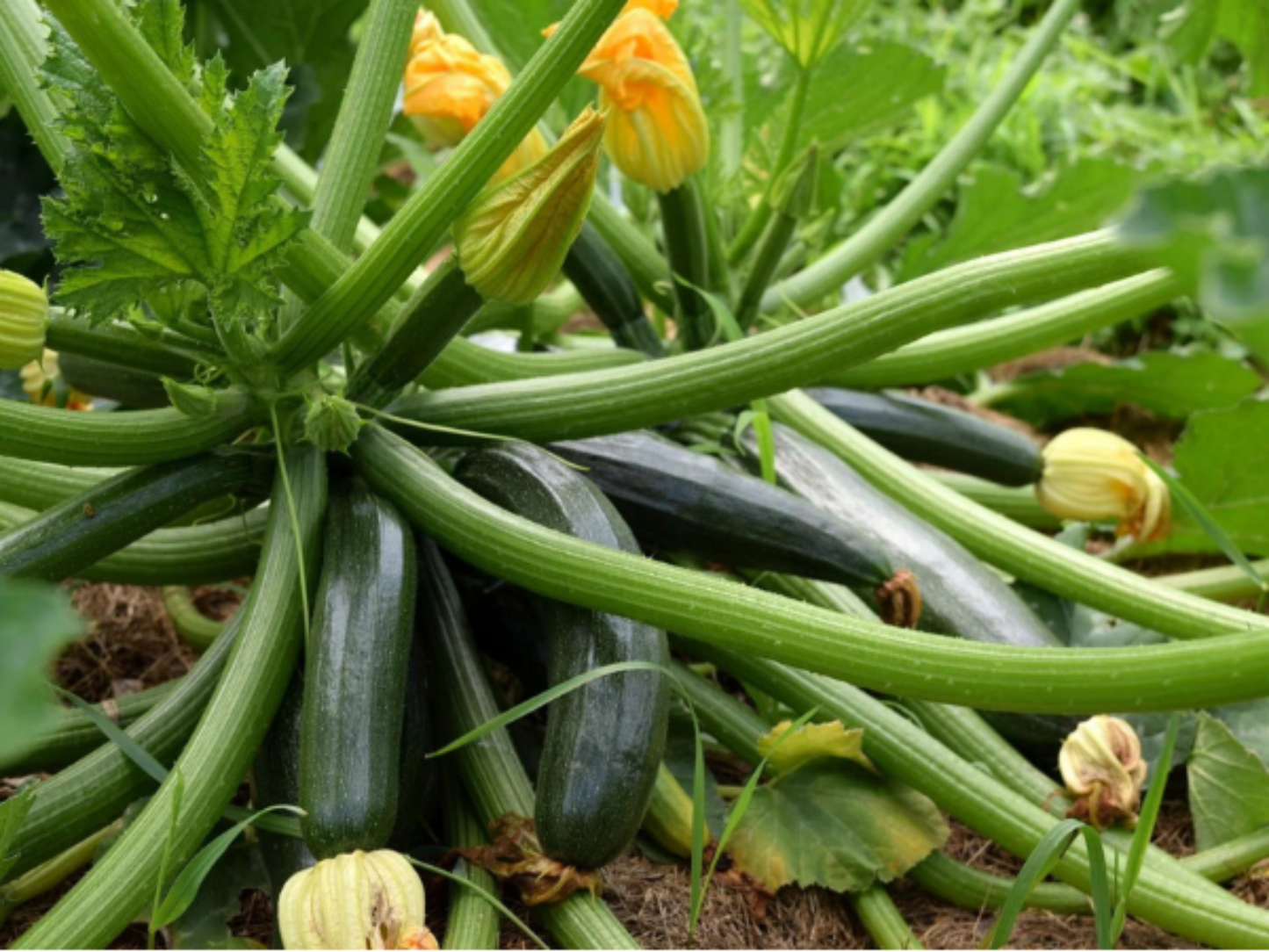 Black Beauty Zucchini Plants backyard home garden Plantes de courgettes de beauté noire jardin de la maison