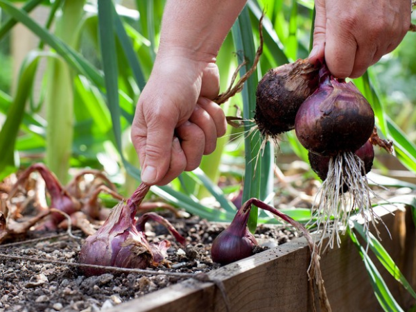Plant Red Burgundy Onion Seeds for Rich Flavors Plantez des graines d’oignon rouge de Bourgogne pour des saveurs riches