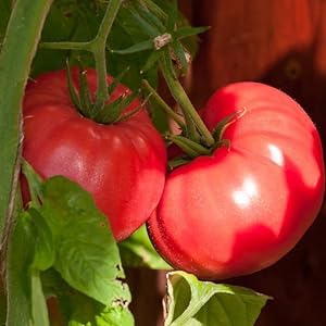Ponderosa Pink Tomato Seeds