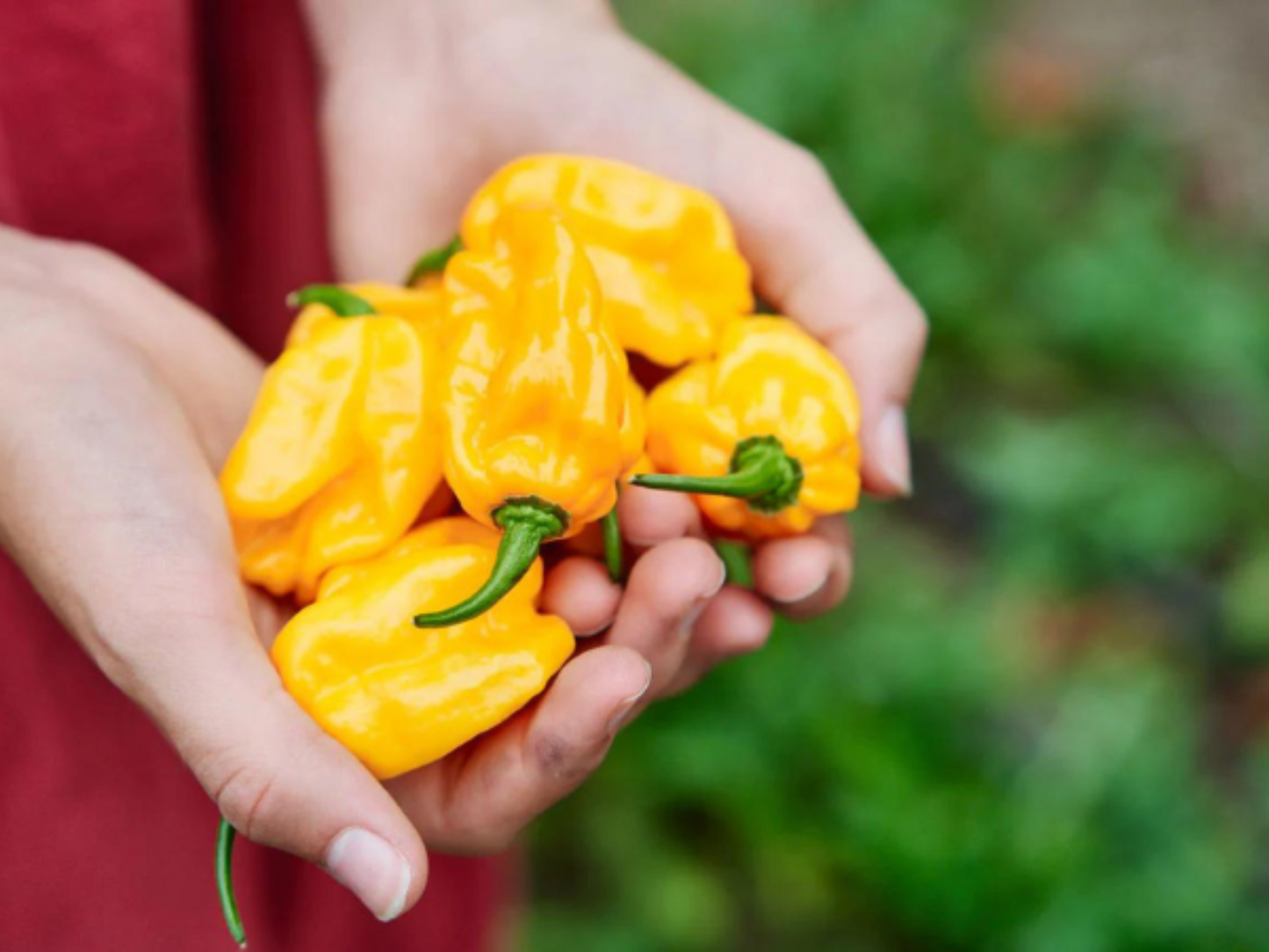 Vibrant and hot peppers for your garden Lemon Habanero Piments vibrants et piquants pour votre jardin Citron Habanero