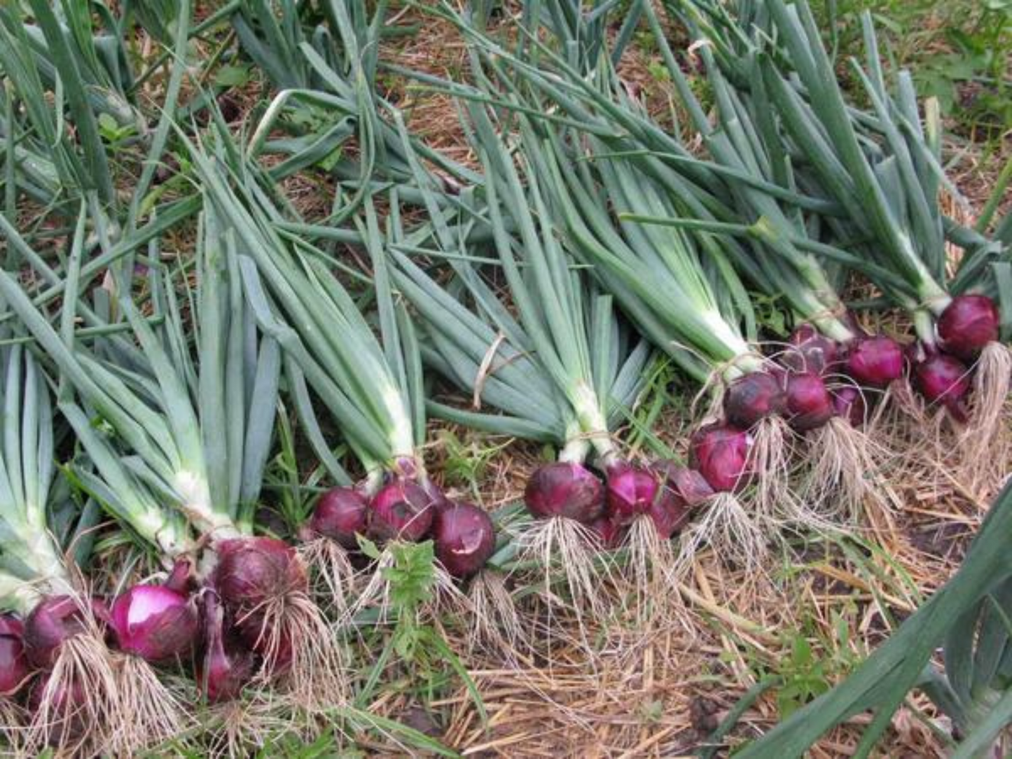 Red Burgundy Onion Seeds - Ideal for Enthusiasts Graines d'oignon rouge de Bourgogne - Idéales pour les passionnés