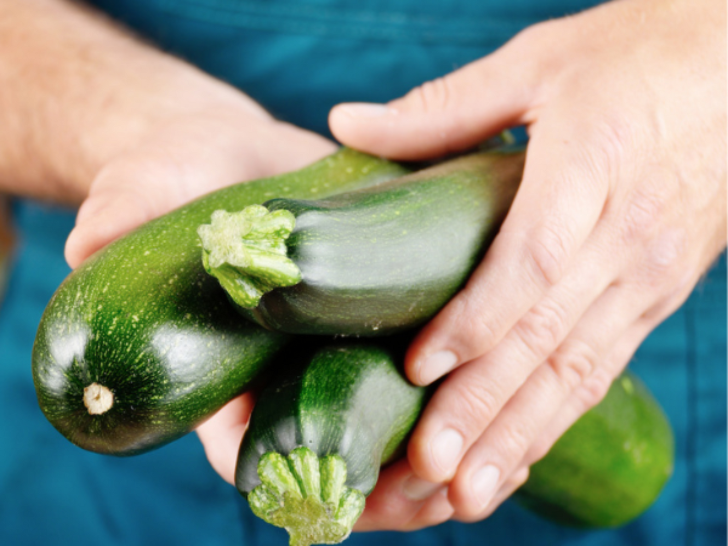 Holding harvested Black Beauty Zucchinis from garden Tenir les courgettes Black Beauty récoltées dans le jardin