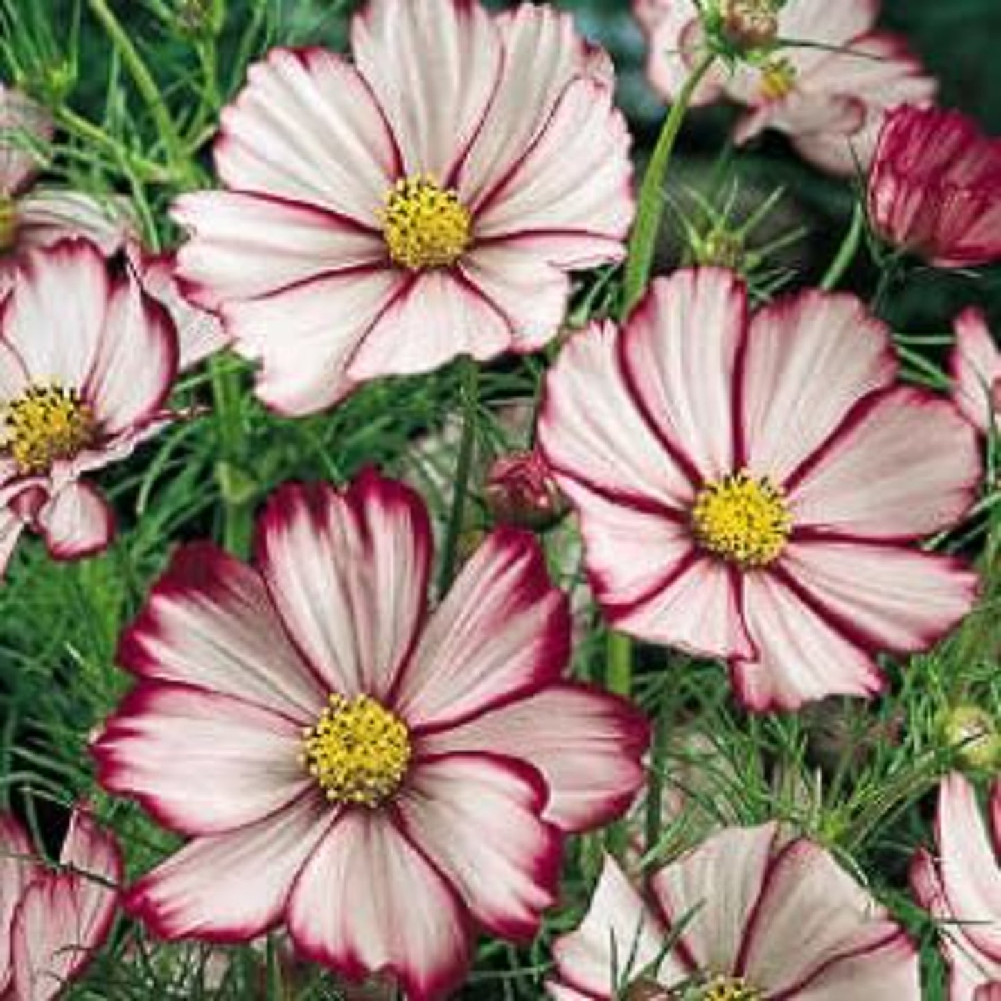Vibrant picotee cosmos adds beauty to the landscape Vibrant picotee cosmos ajoute de la beauté au paysage
