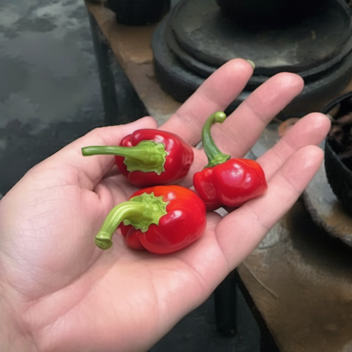 Heirloom Pepper Seeds for Hydroponic Planting Farm Harvest graines de poivre pour plantation hydroponique jardinage récolte