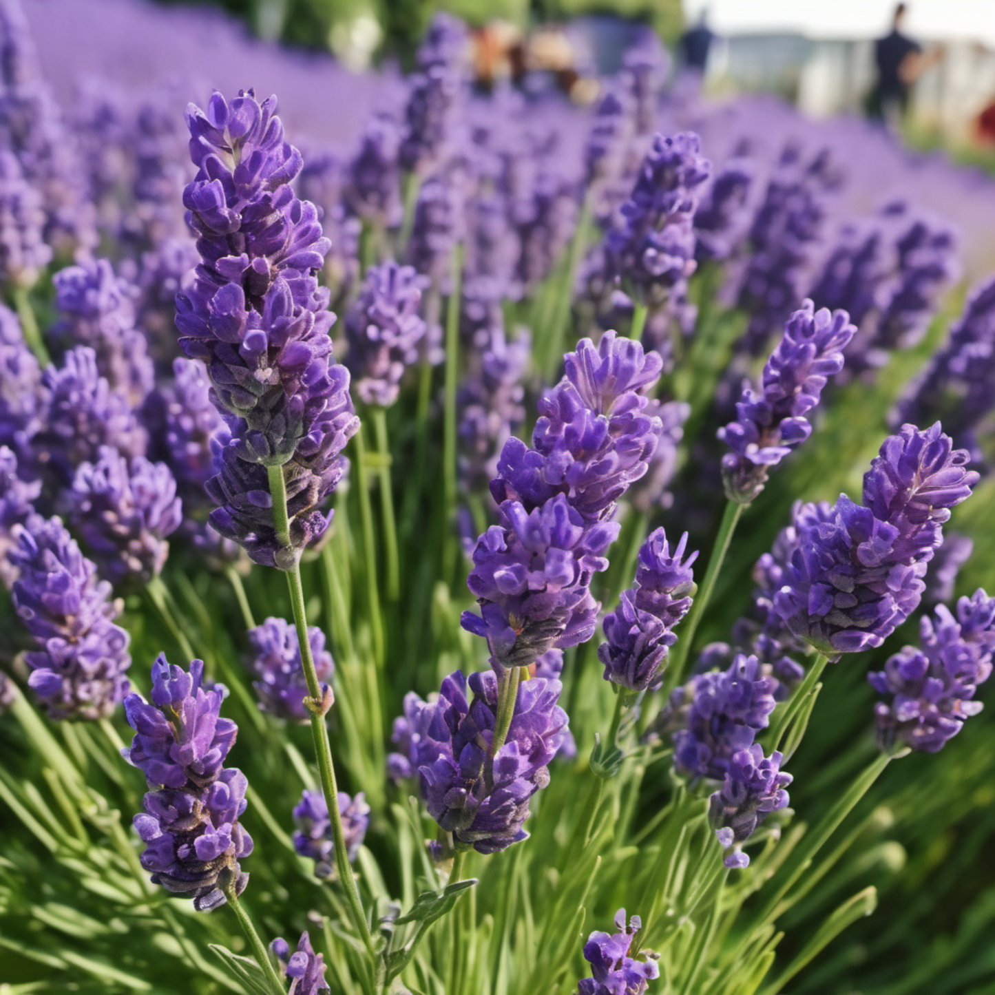 Close-up of Lavandula angustifolia 'Vera Gros plan de Lavandula angustifolia 'Vera