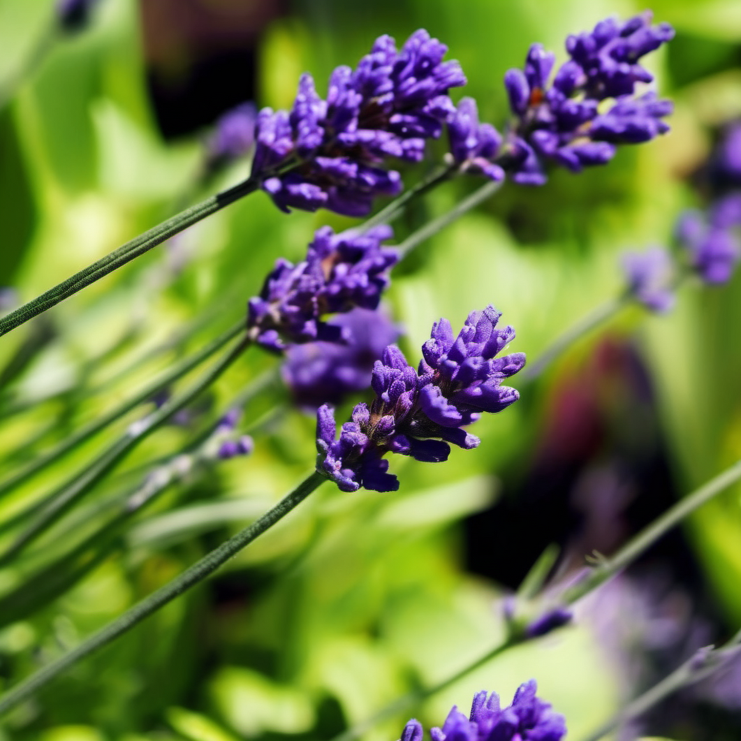 Beautiful Lavandula angustifolia 'Vera' Blossom Belle fleur de Lavandula angustifolia 'Vera'