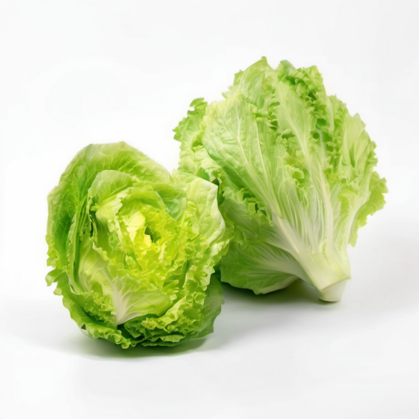 Vibrant Iceberg Seed in a white background Graine d'iceberg vibrante sur fond blanc