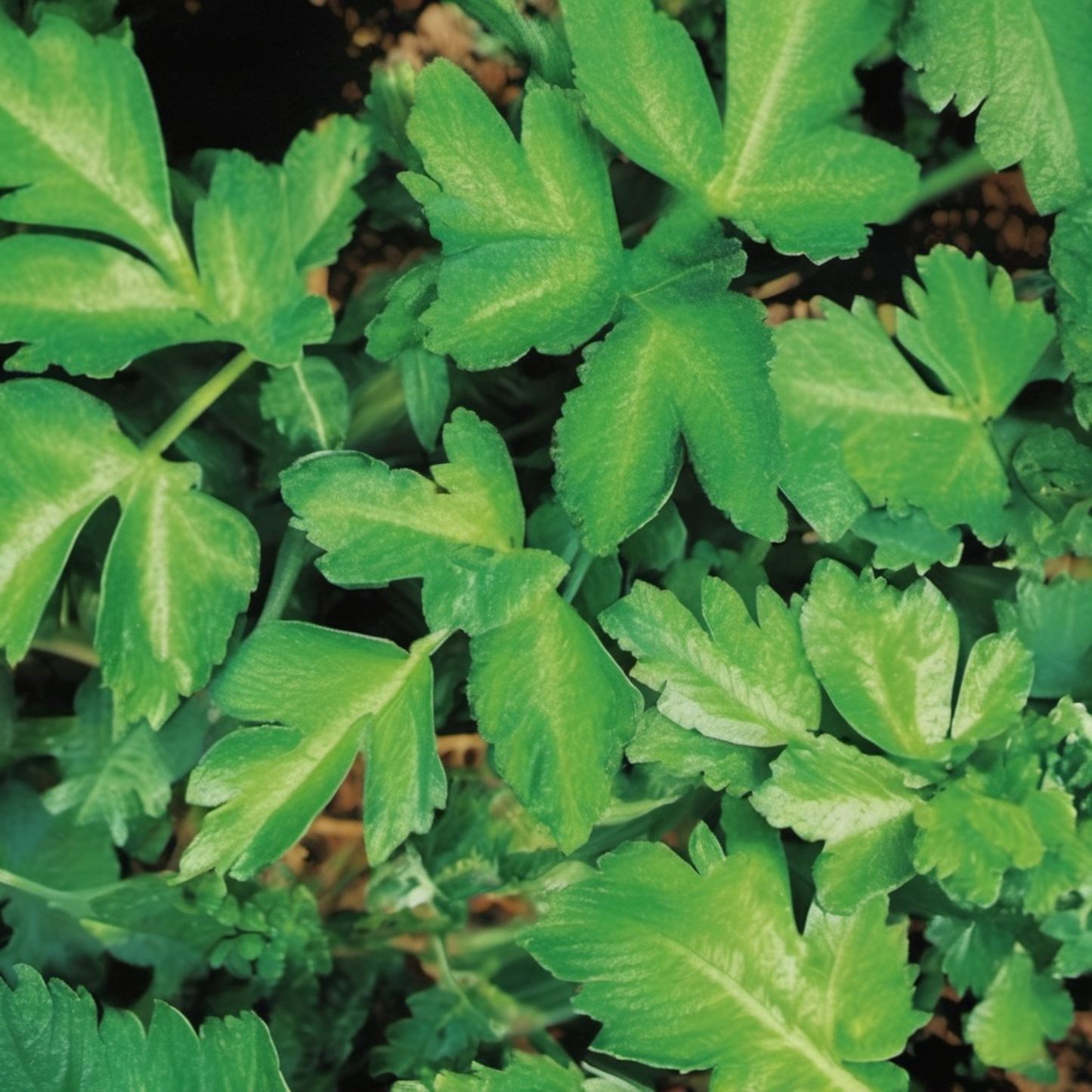 Fresh Italian parsley in sunlight persil italien frais à la lumière du soleil