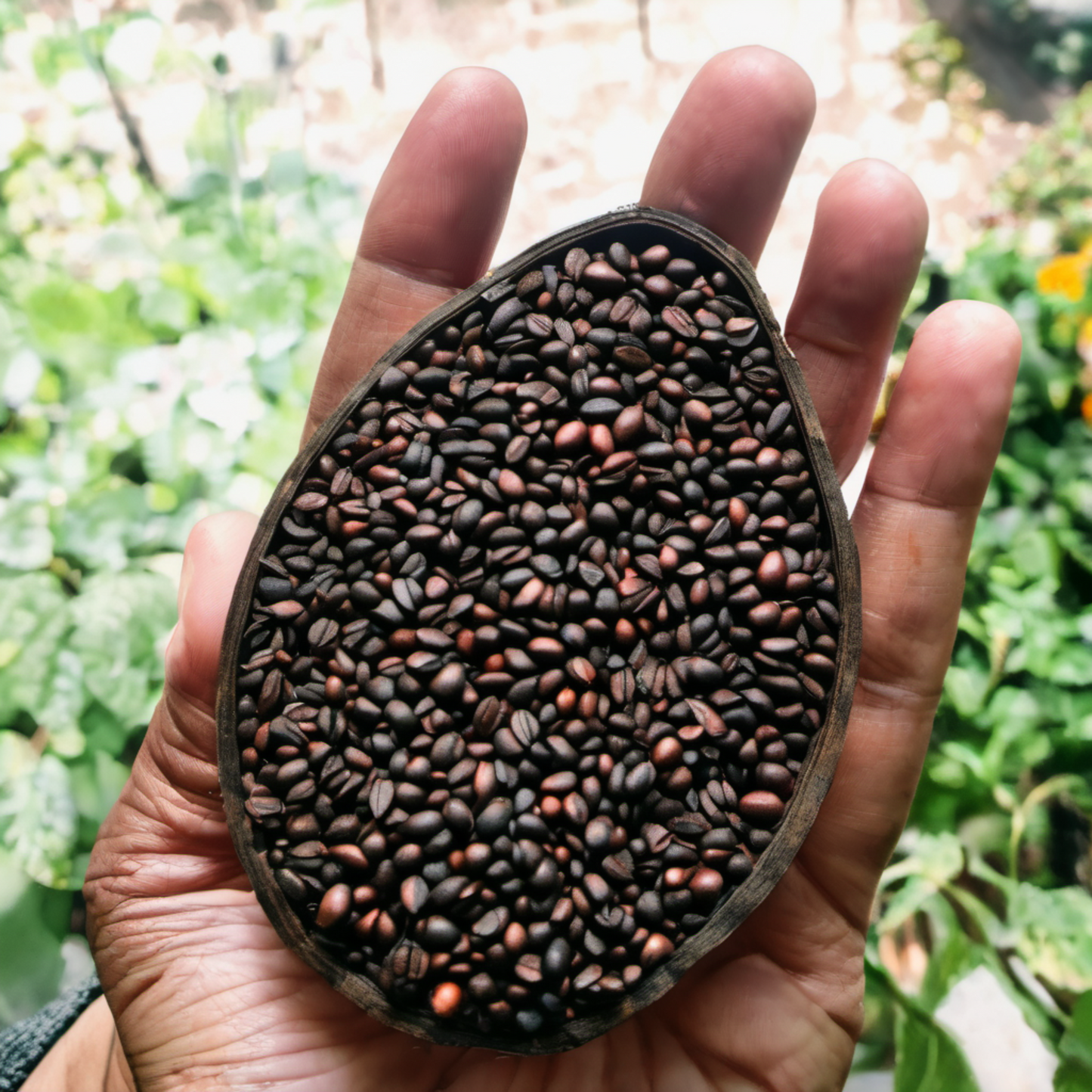 Dark Kidney Beans for Planting Haricots de rein foncés pour la plantation