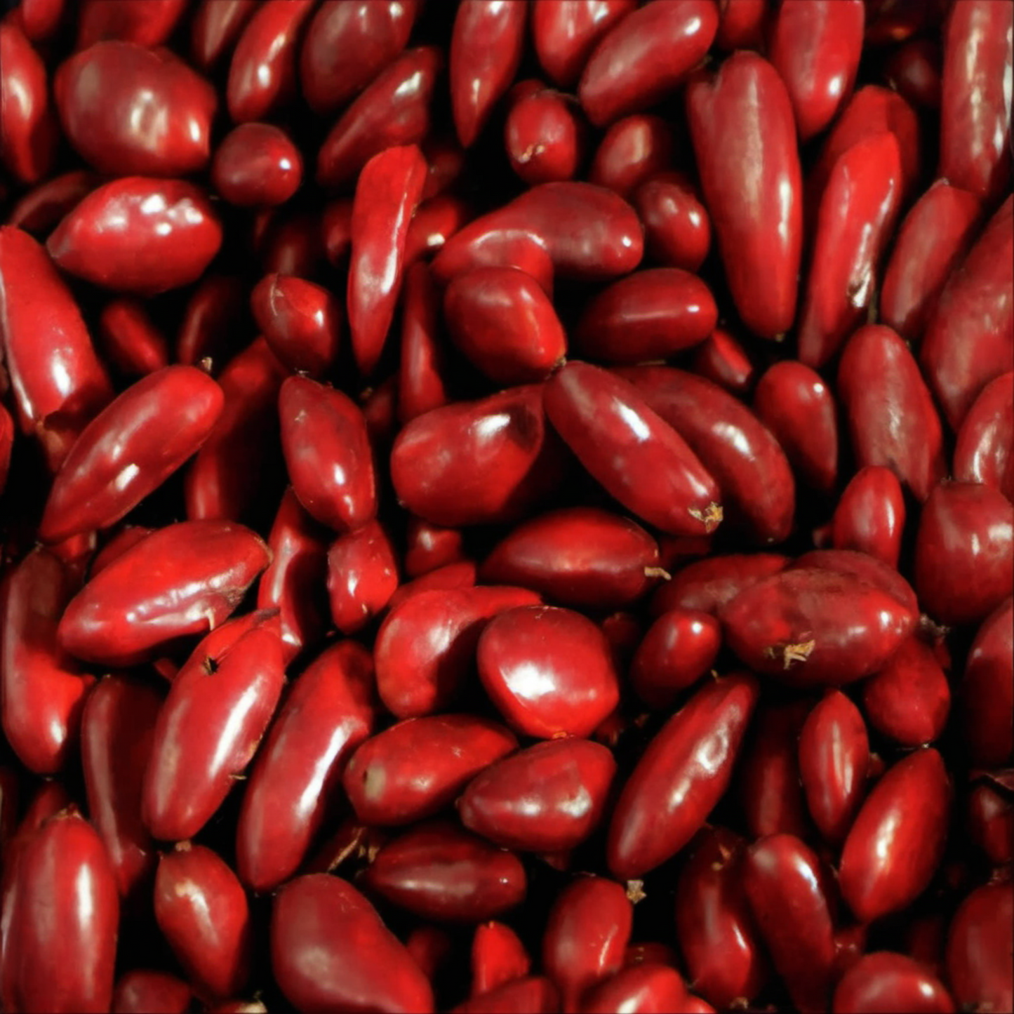Dry Dark Red Kidney Seeds Graines de rein rouge foncé sèches