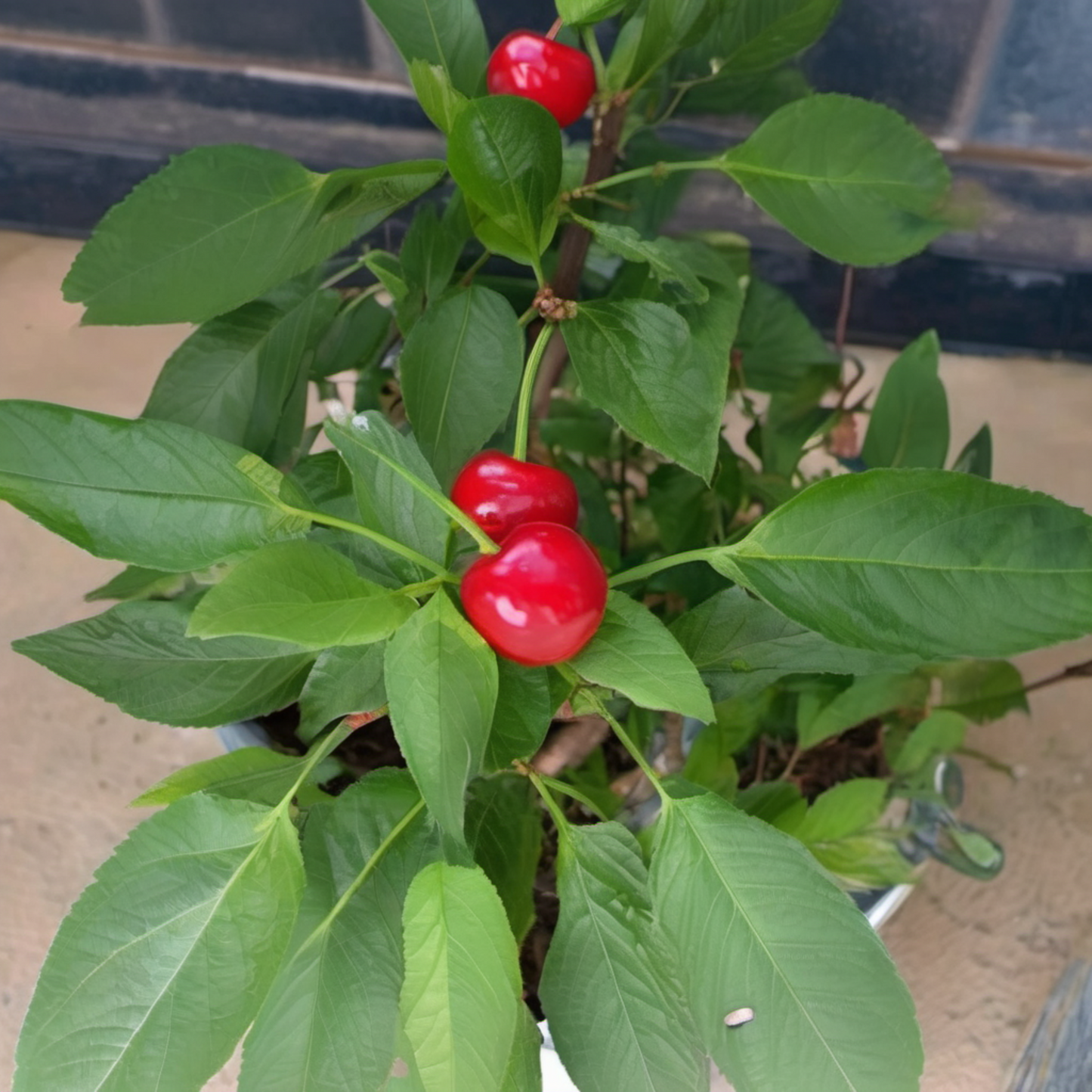 Fresh Red Cherry Hot pepper with its plants in the pot Chevron rouge frais avec ses plantes dans le pot