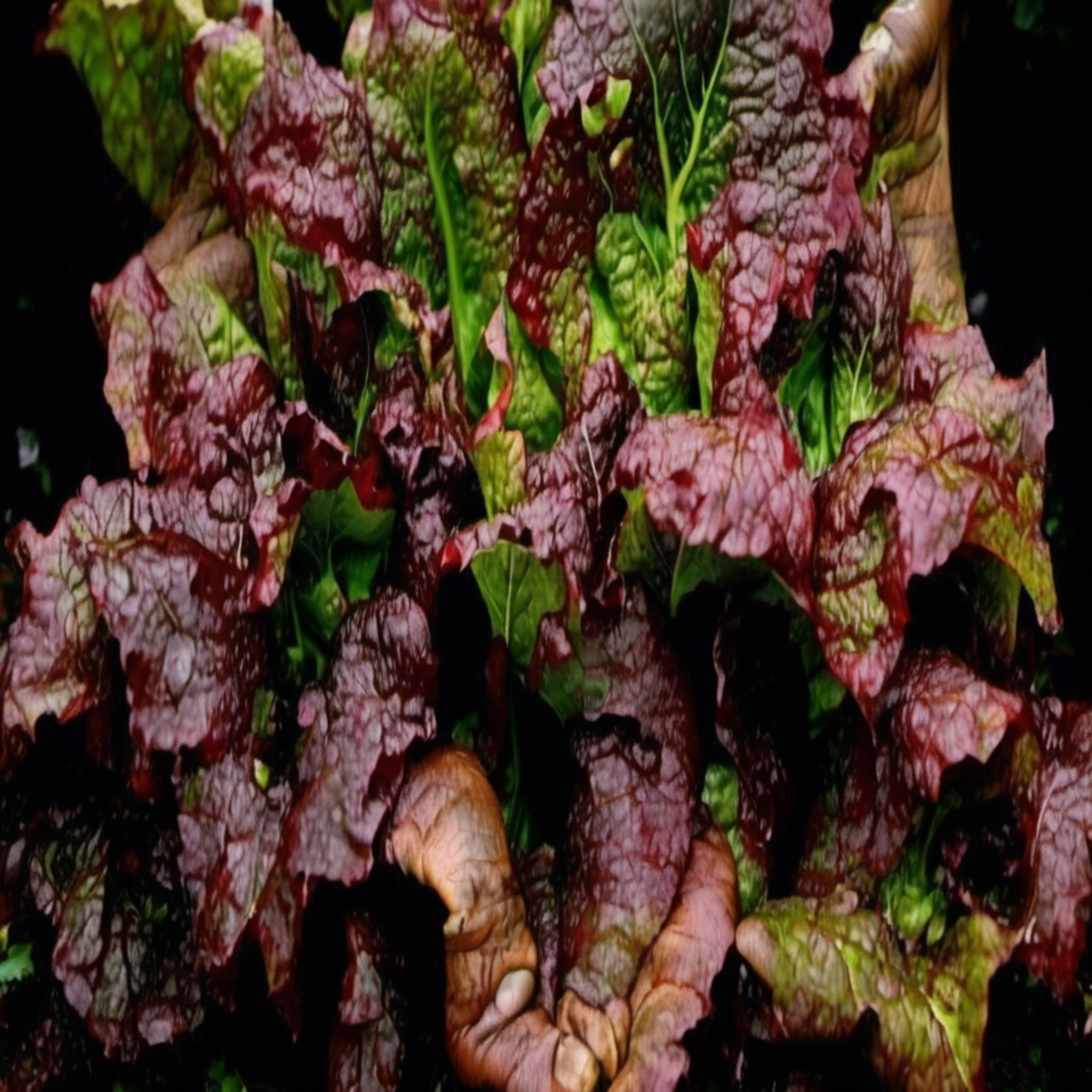 Close-up of Red Sails Lettuce Gros plan de Red Sails Lettuce