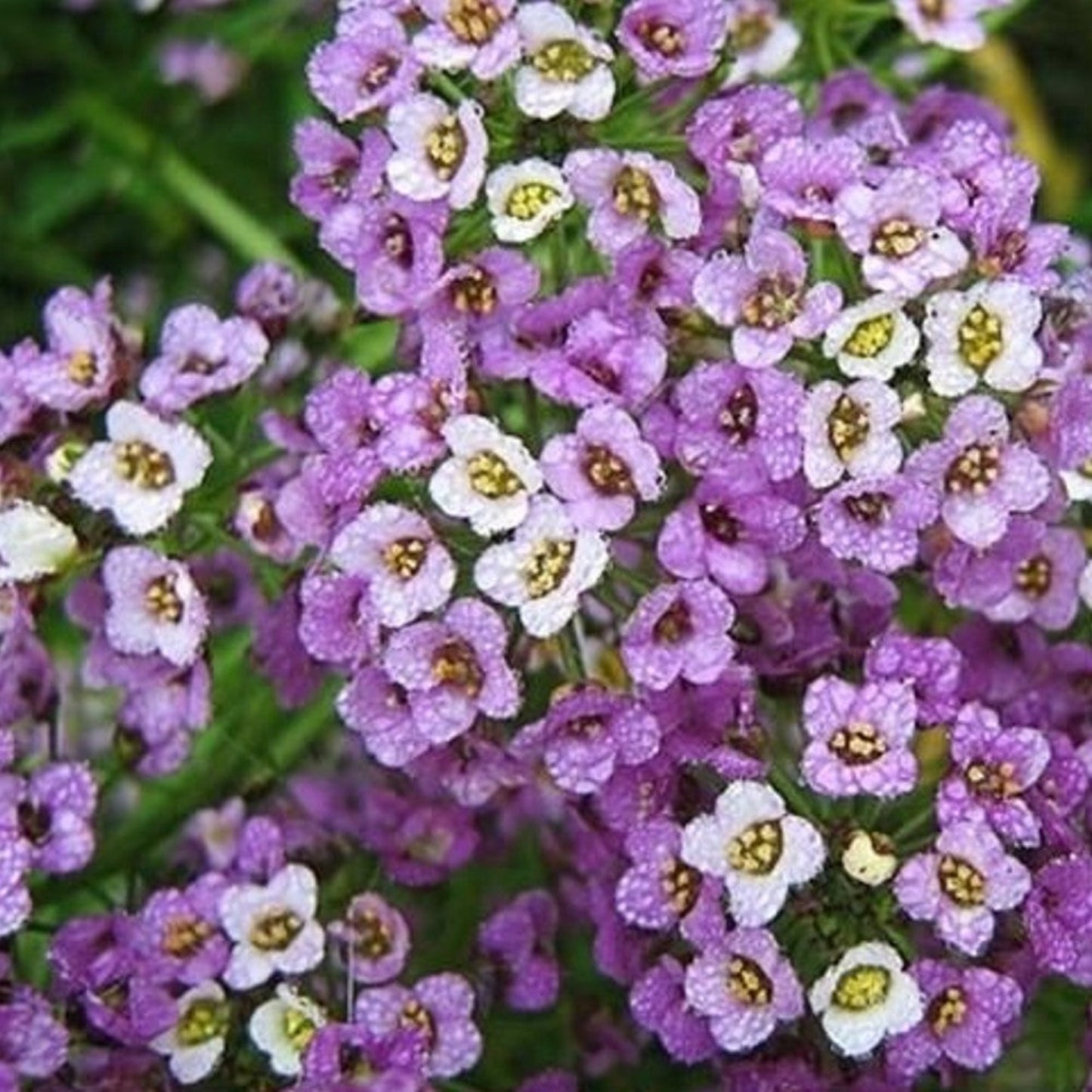 Captivating Lobularia maritima flower close-up Captivant Lobularia maritima fleur gros plan