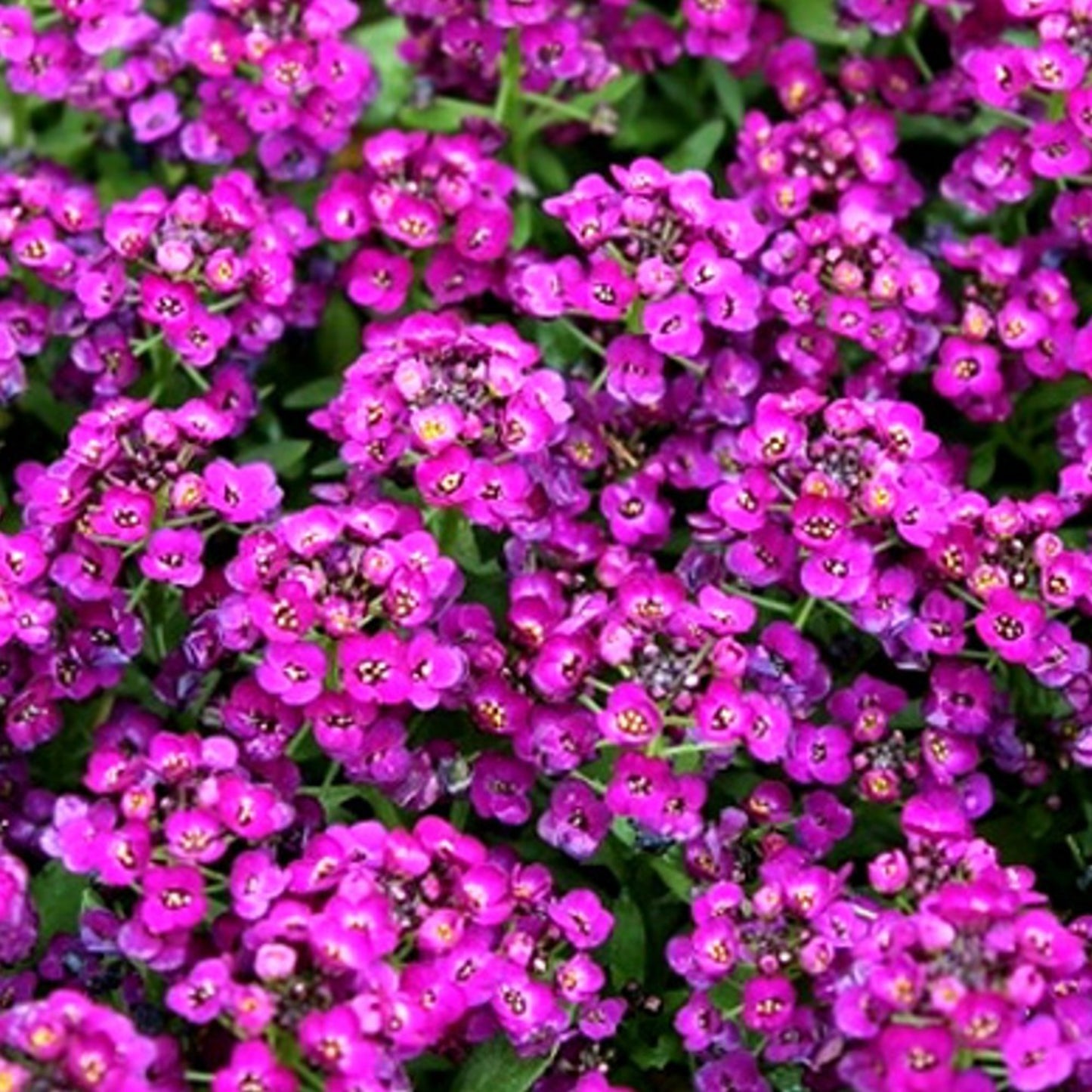 Regal purple blooms of Royal Carpet Alyssum Fleurs violettes Regal de Royal Carpet Alyssum