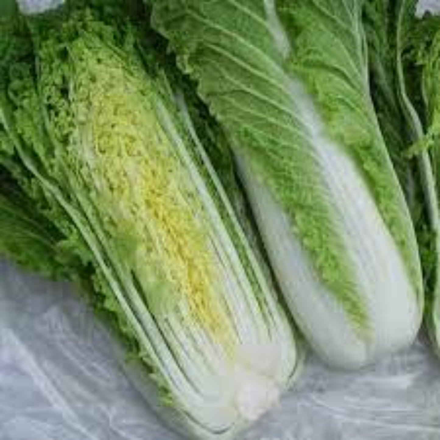 Fresh Michihili cabbage leaves Chou chinois Mibuna : semer et cultiver