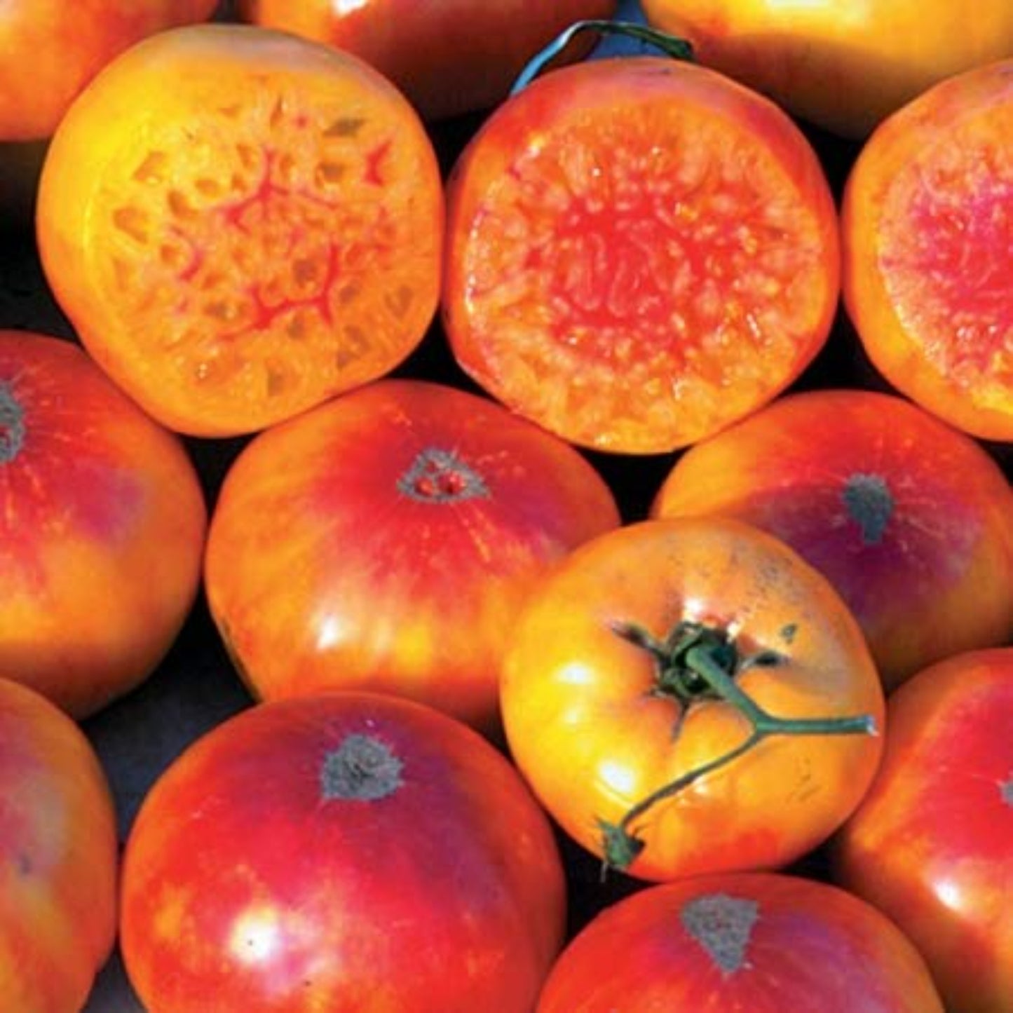 High-quality Hillbilly Tomato seeds, for cultivation Graines de tomates Hillbilly de haute qualité, pour la culture