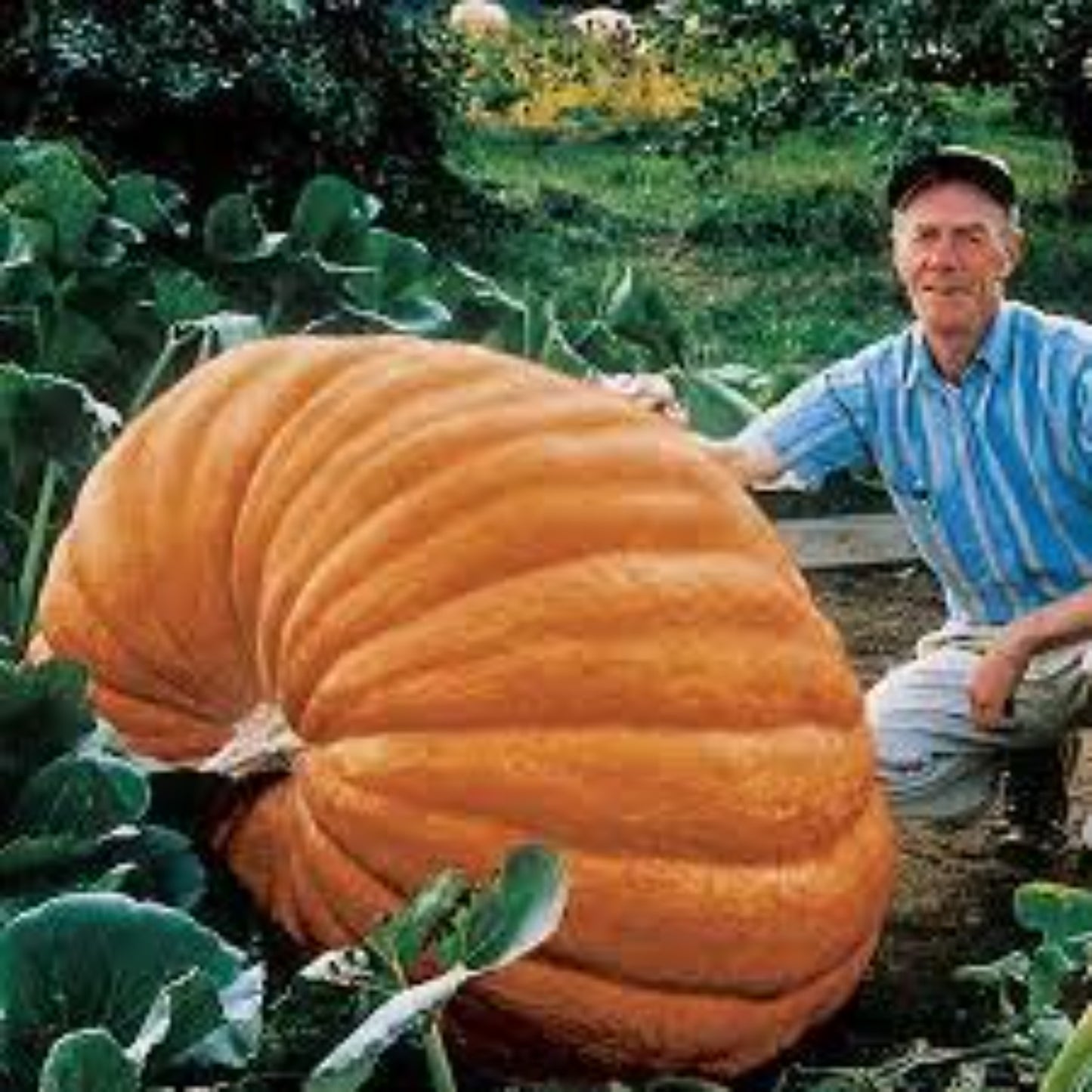 Start Your Giant Pumpkin with Dill's Atlantic Seeds Commencez votre citrouille géante avec Dill's Atlantic Seeds