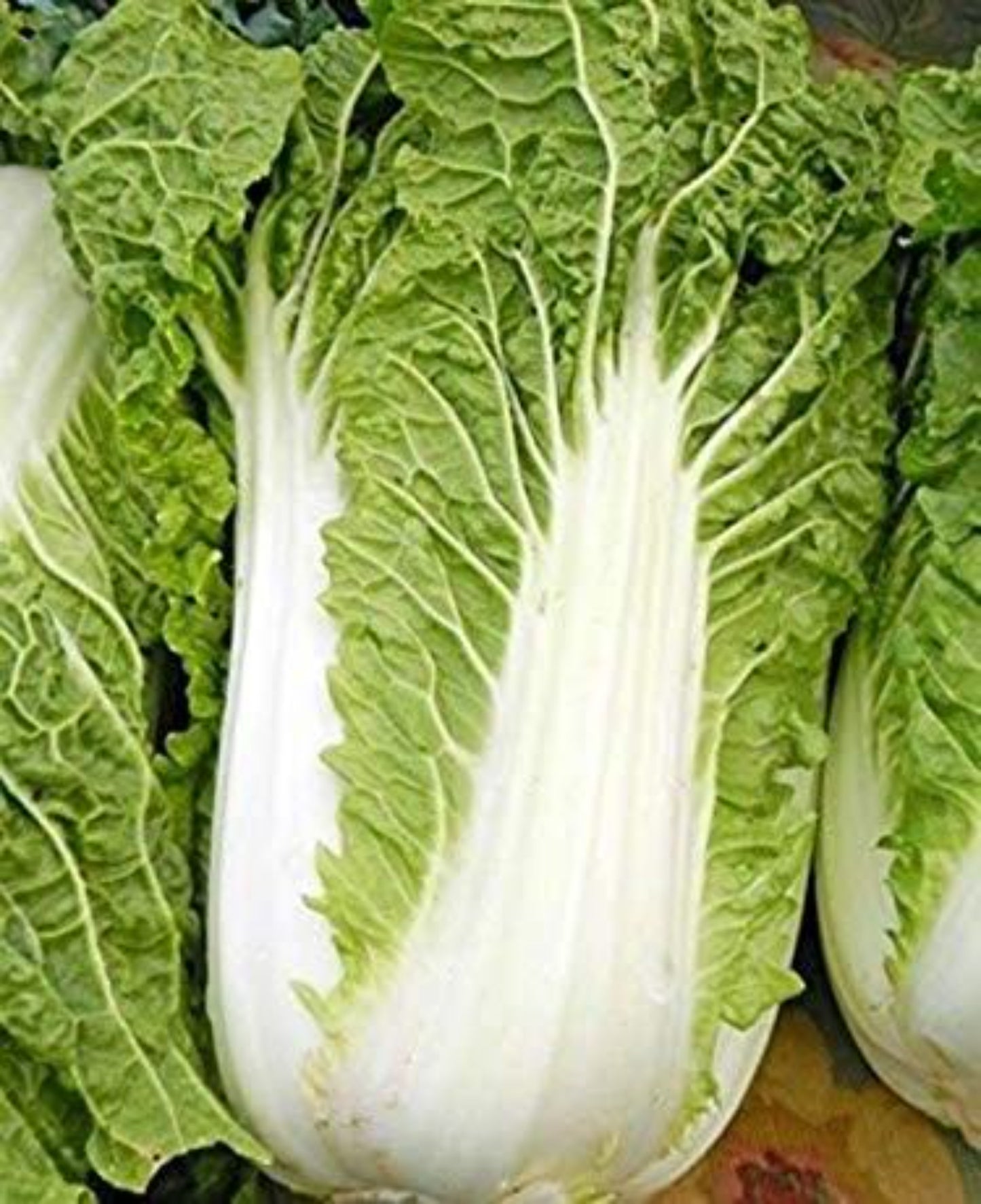Crunchy Michihili cabbage variety Variété de chou Michihili croquant