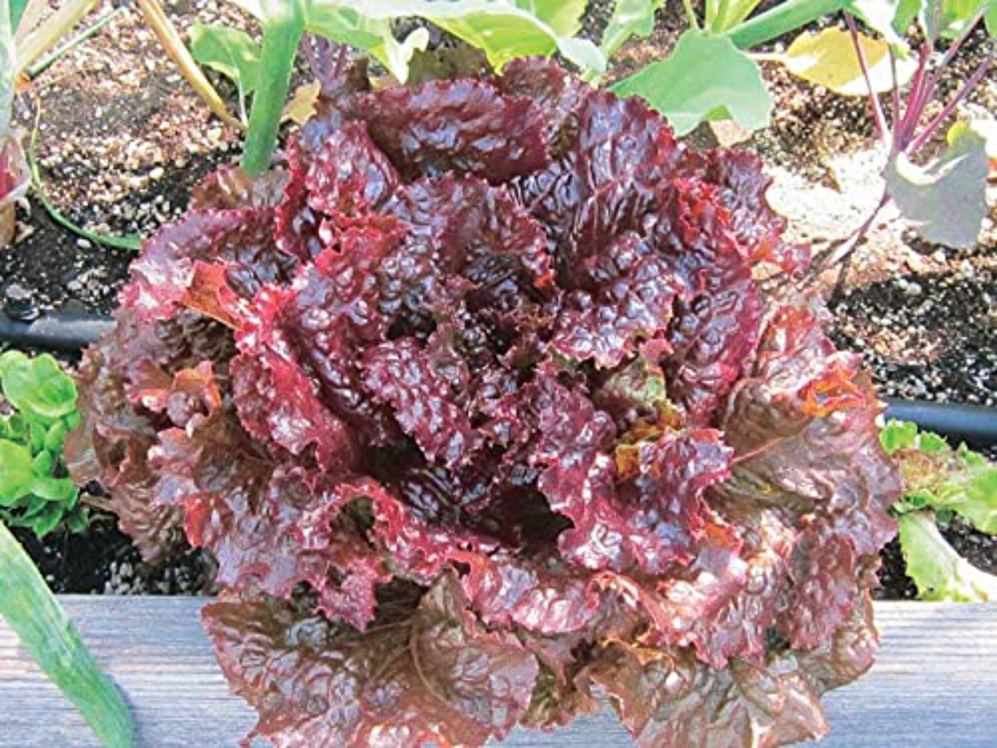 Red Sails Lettuce under the sun La laitue rouge est sous le soleil