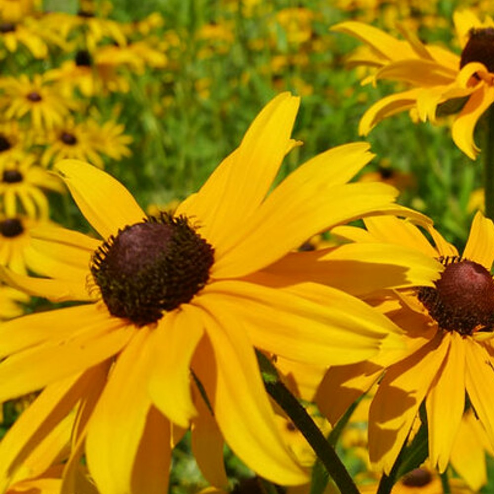 close-up view of Black-eyed Susan flowers in a garden vue rapprochée des fleurs de Susan aux yeux noirs dans un jardin