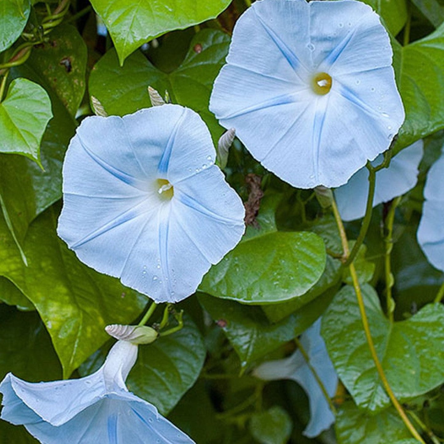 Scenic beauty of Blue Star Morning Glory in the garden Beauté pittoresque de Blue Star Morning Glory dans le jardin