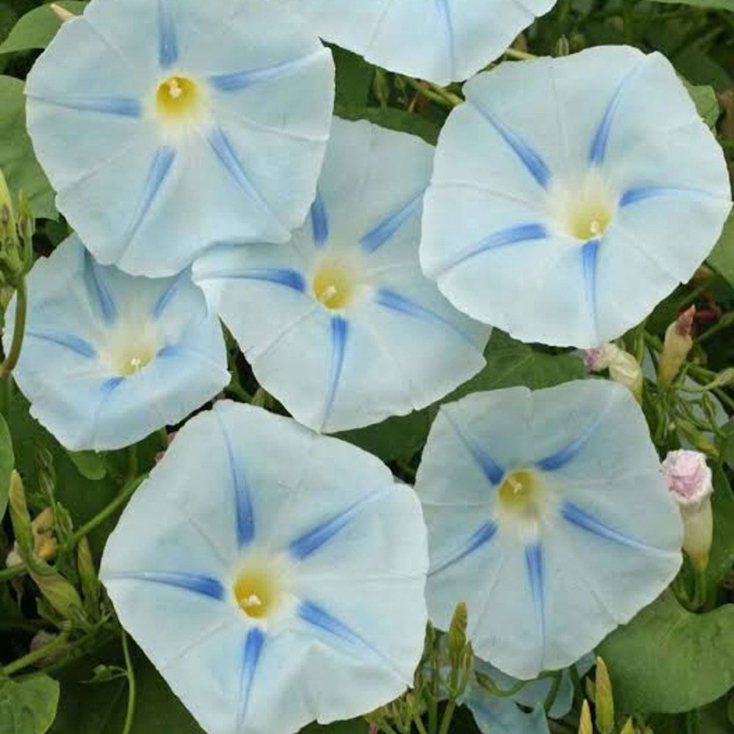 Blue Star Morning Glory: a cheerful addition to any garden Blue Star Morning Glory : un ajout joyeux à n’importe quel jardin
