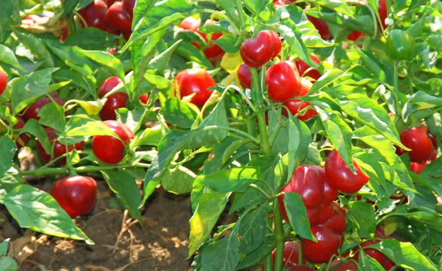 Bunch of red cherry hot pepper plants with its fruits Bunch de plantes de poivron de cerise rouge avec ses fruits
