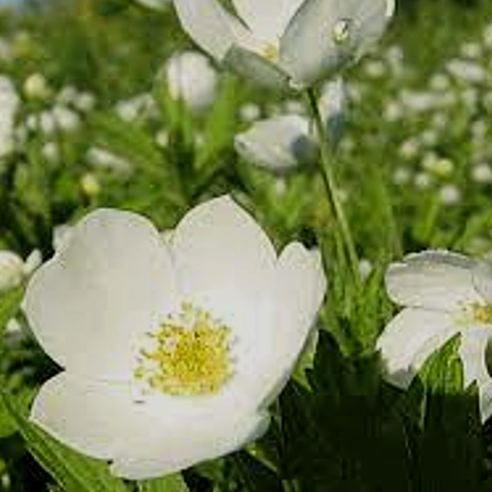 Beautiful Canada Anemone Wildflowers in a natural setting Magnifiques fleurs sauvages d'anémones du Canada dans un cadre naturel