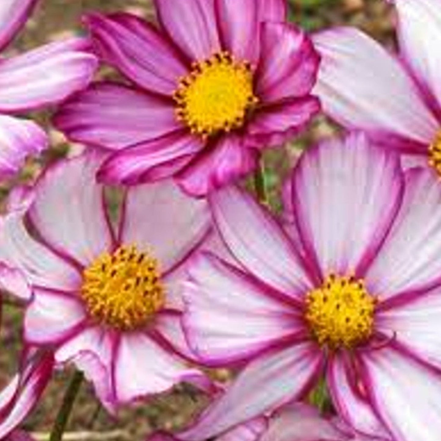 Candystripe Cosmos flowers ideal for backyard gardening Fleurs Candystripe Cosmos idéales pour le jardinage dans la cour
