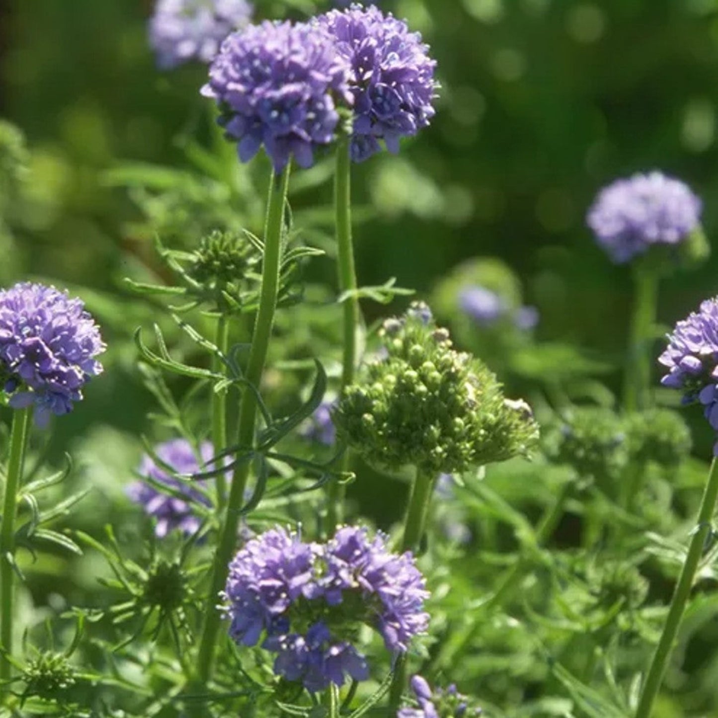 Start Your Globe Gilia Patch with Flower Seeds Commencez votre patch Globe Gilia avec des graines de fleurs