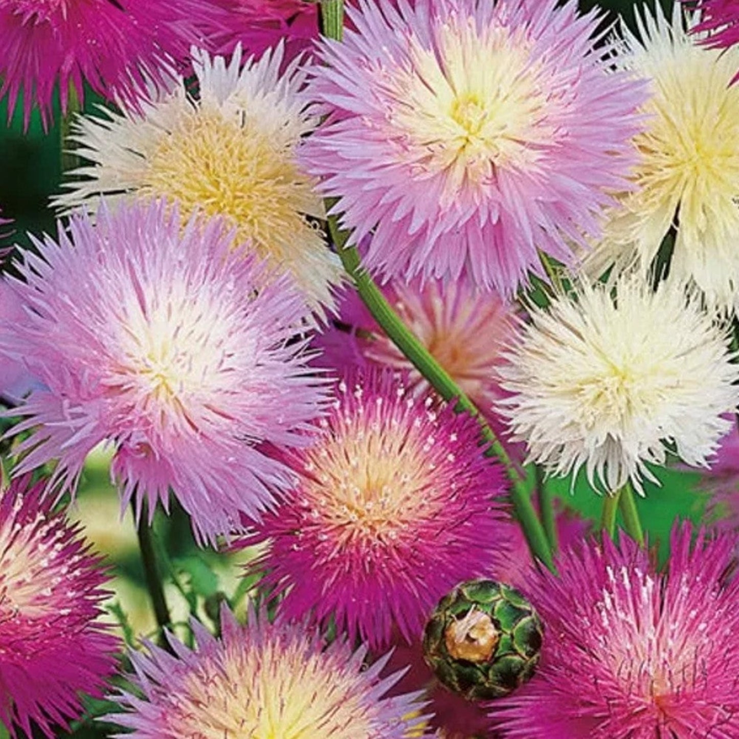 Imperialis Sweet Sultan Seed Blend a Garden Delight Mélange de graines Imperialis Sweet Sultan, un délice pour le jardin