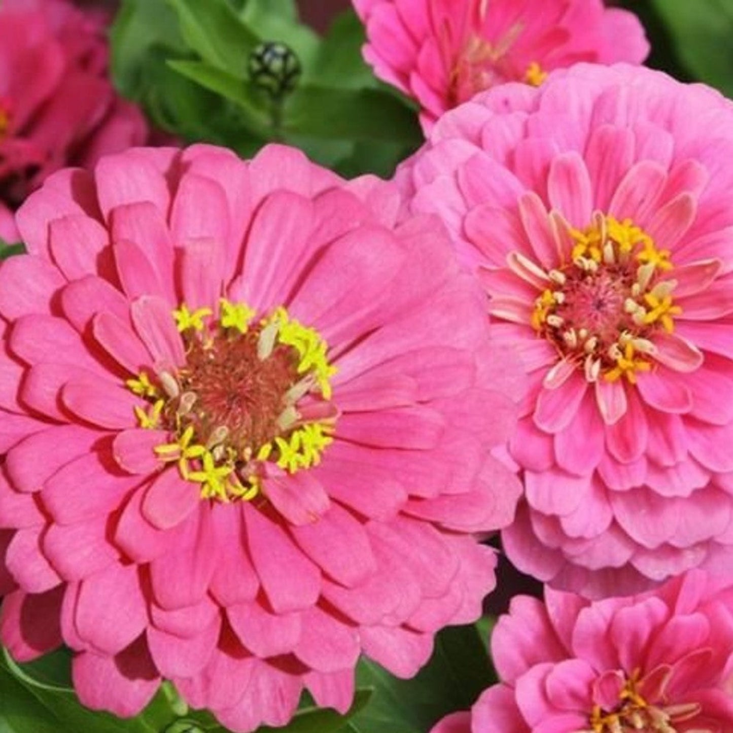 Shining brightly Luminosa Zinnia Brillant de mille feux Luminosa Zinnia