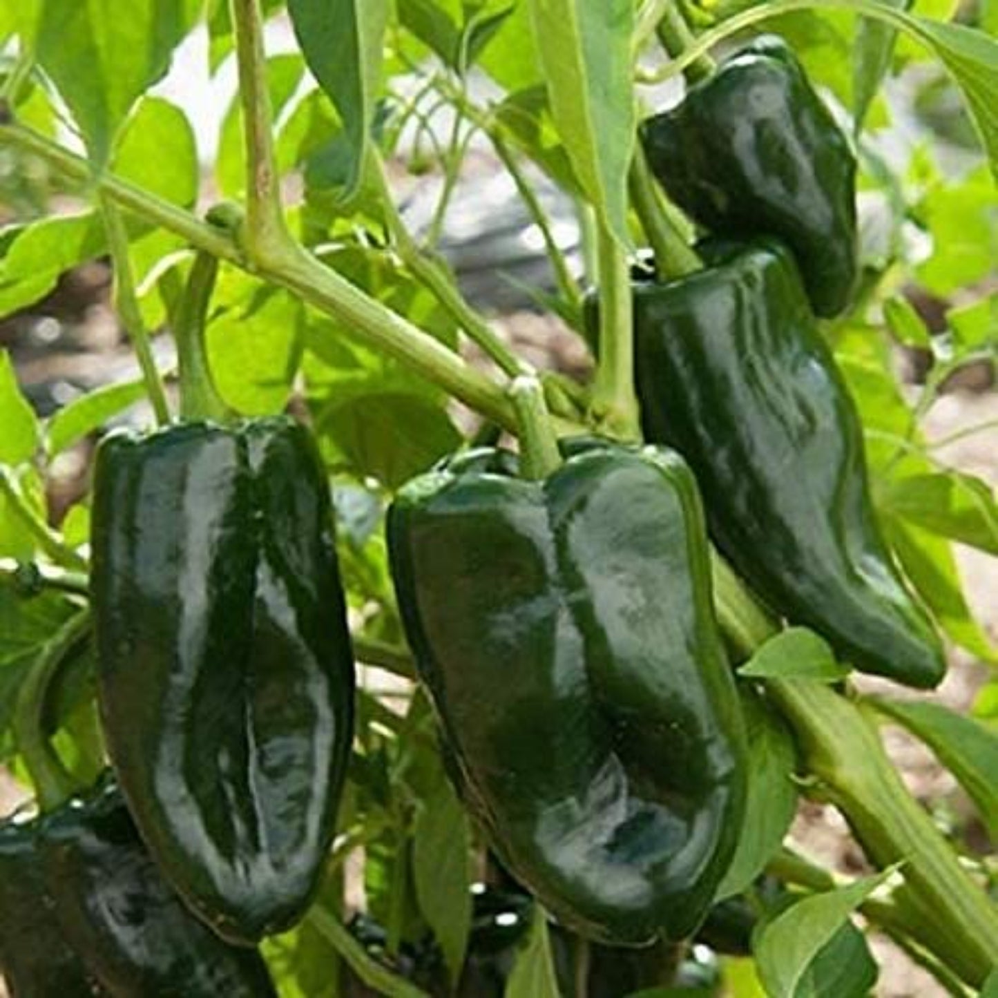 Seeds for Poblano Peppers - Ideal for Growing in Canada Graines pour poivrons Poblano - Idéales pour la culture au Canada