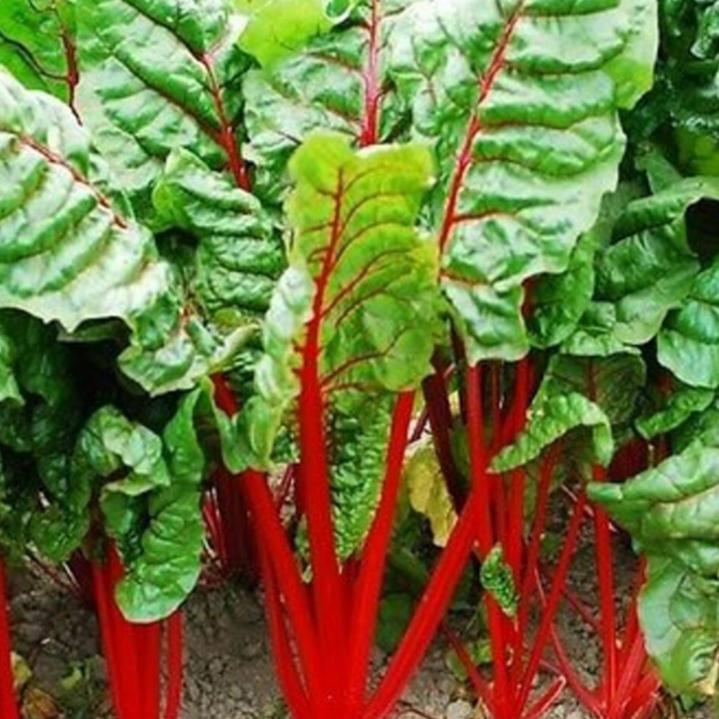 Fresh Rhubarb Swiss Chard in the garden Rhubarbe fraîche Charde Suisse dans le jardin