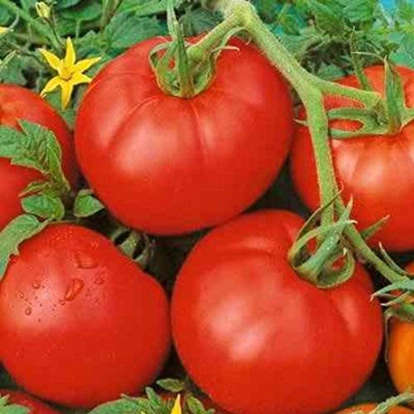ace 55 tomatoes indoor outdoor backyard hydroponic gardening Ace 55 tomates jardinage hydroponique intérieur extérieur jardin