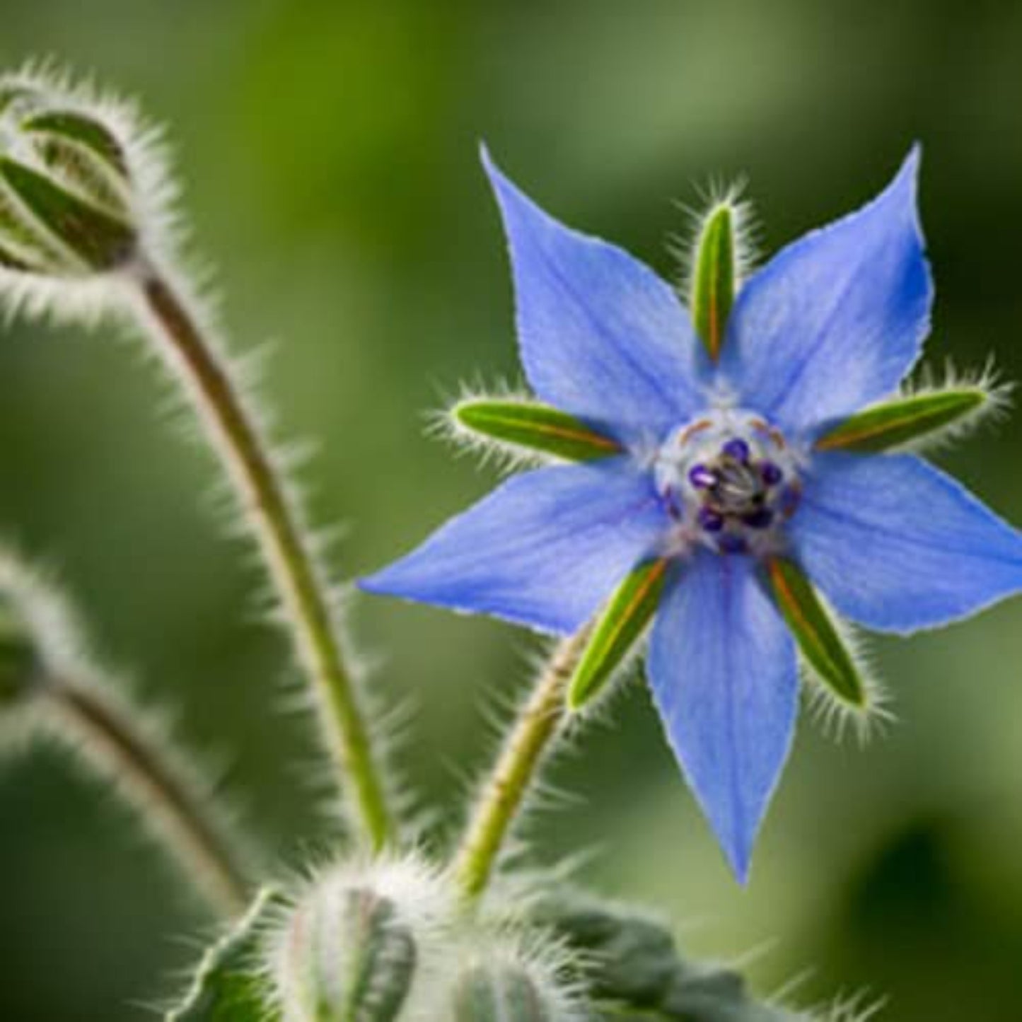 Borage for pollinator-friendly gardens La bourrache pour des jardins respectueux des pollinisateurs