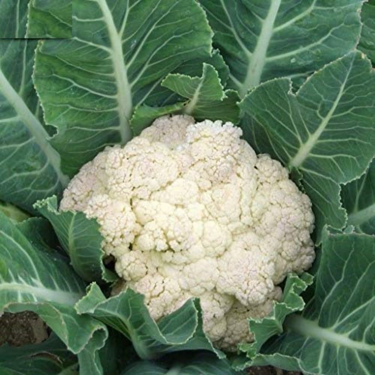 Close-up of vibrant Snowball Y Improved Cauliflowers Gros plan sur des choux-fleurs améliorés Snowball Y vibrants