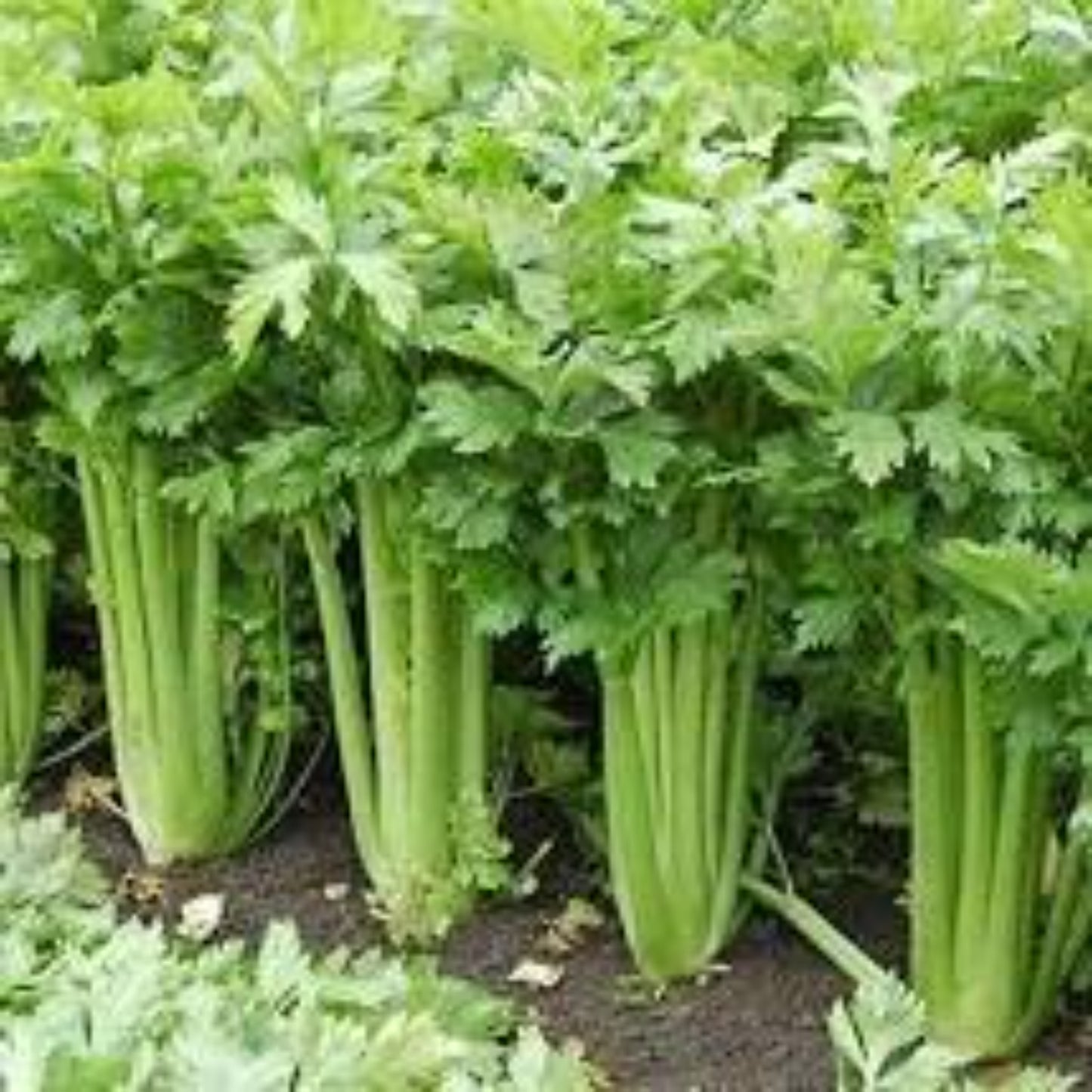 Close-up view of healthy Tall Utah Celery Vue rapprochée du céleri Tall Utah en bonne santé