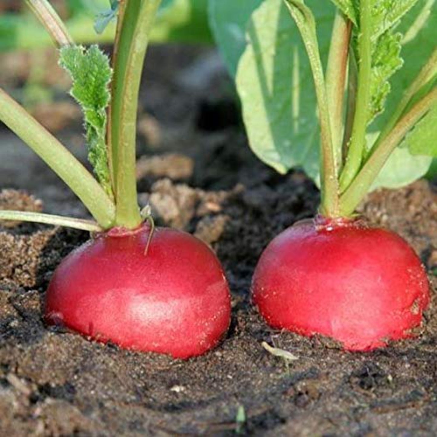 Champion Radish: a staple in home gardens Radis champion : un incontournable des jardins familiaux