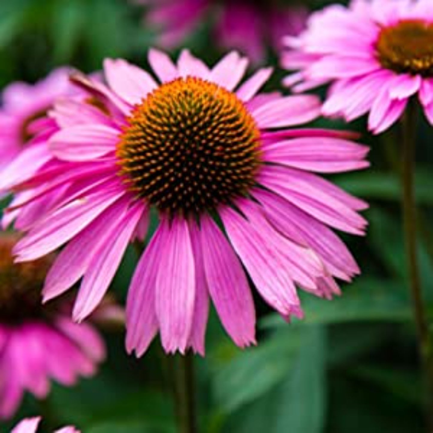 Purple coneflower close-up Violet coneflower gros plan