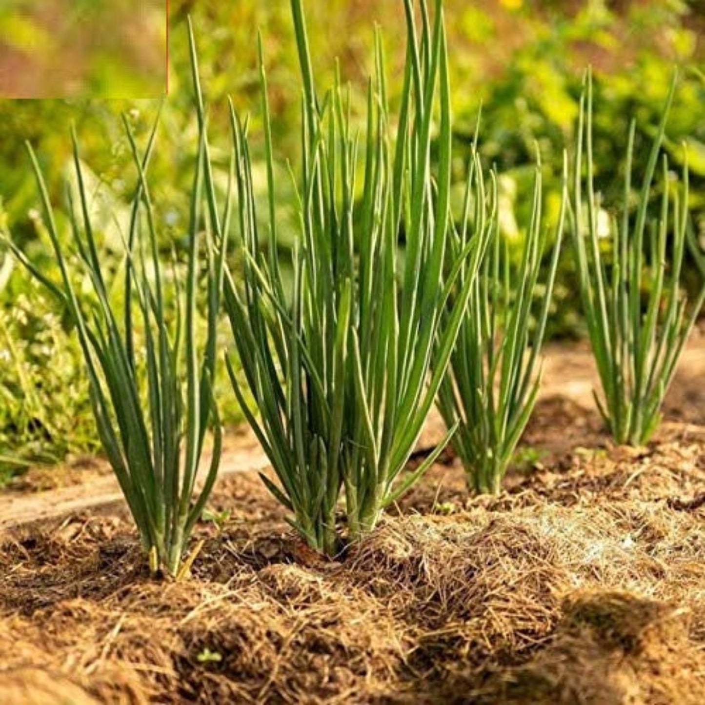 Long White Bunching Onion Seeds - Perfect Delights Graines d'oignon blanches longues en bottes - Perfect Delights